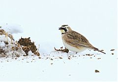 Horned Lark